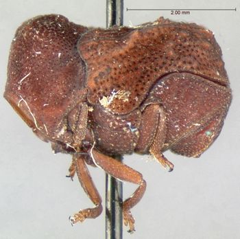 Media type: image; Entomology 9363   Aspect: habitus lateral view